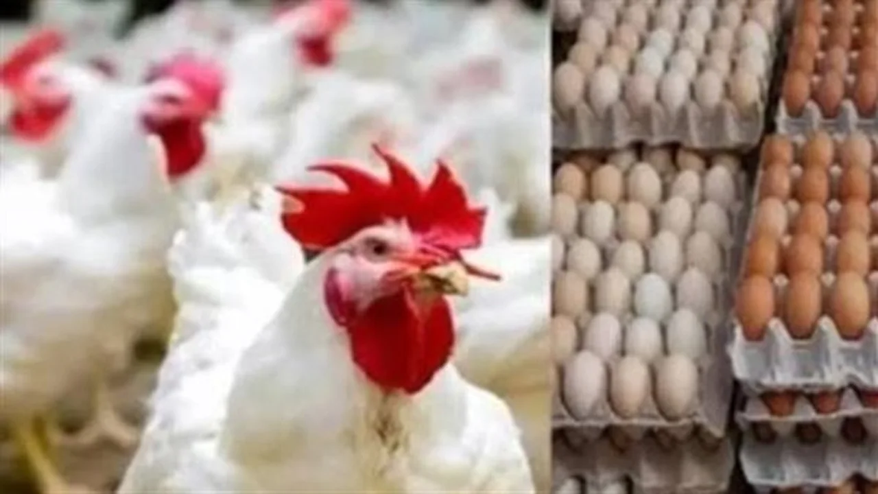 59 جنيهًا.. أسعار الدواجن تسجل ارتفاعًا اليوم الأربعاء